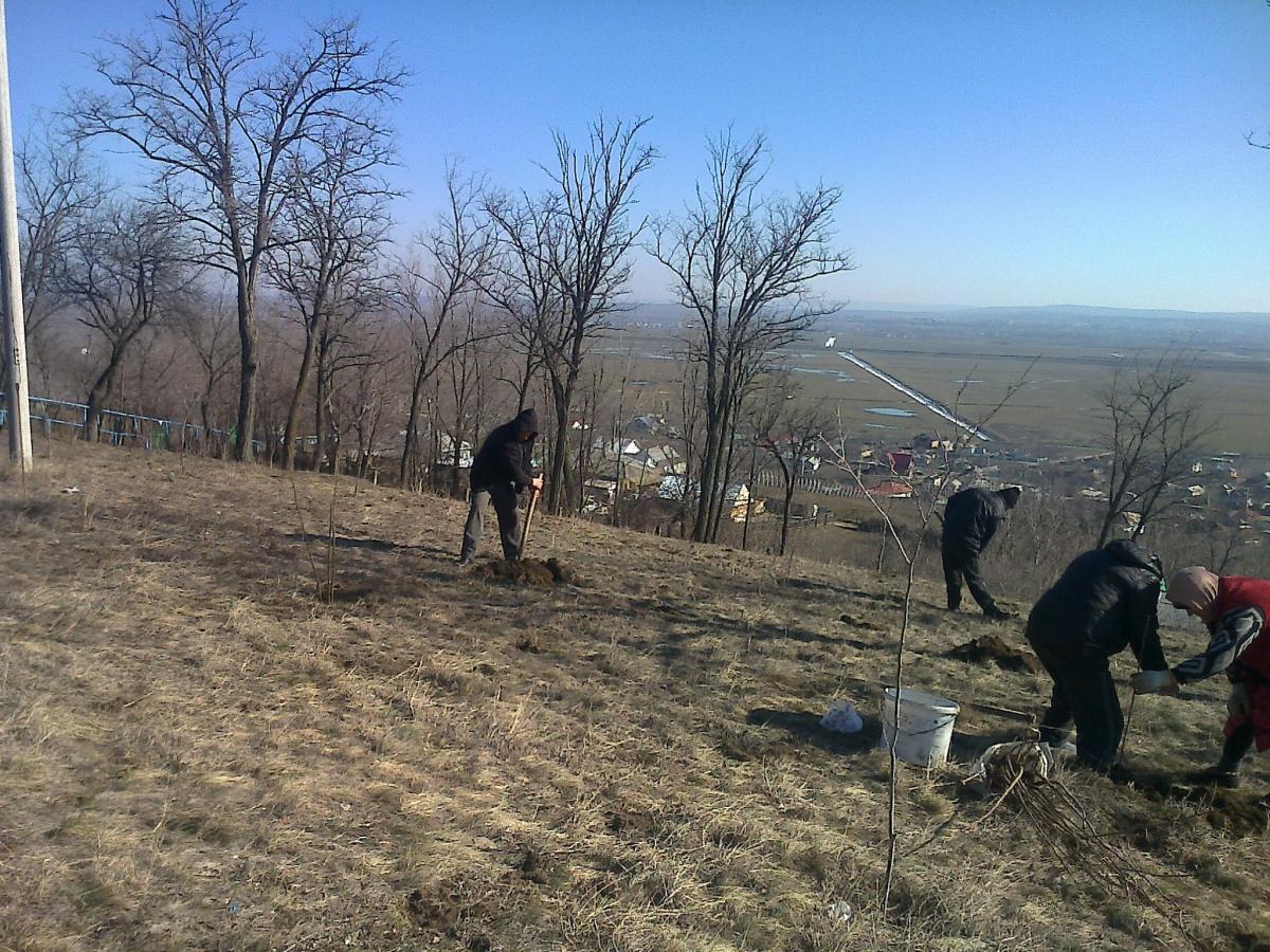 22.Sadiri si curatiri de copaci,in curtea bisericii parohiale,6 martie 2013