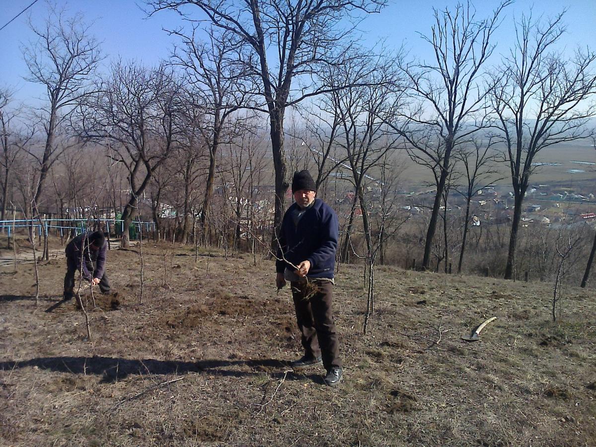 21.Sadiri si curatiri de copaci in curtea bisericii parohiale, 6 martie 2013